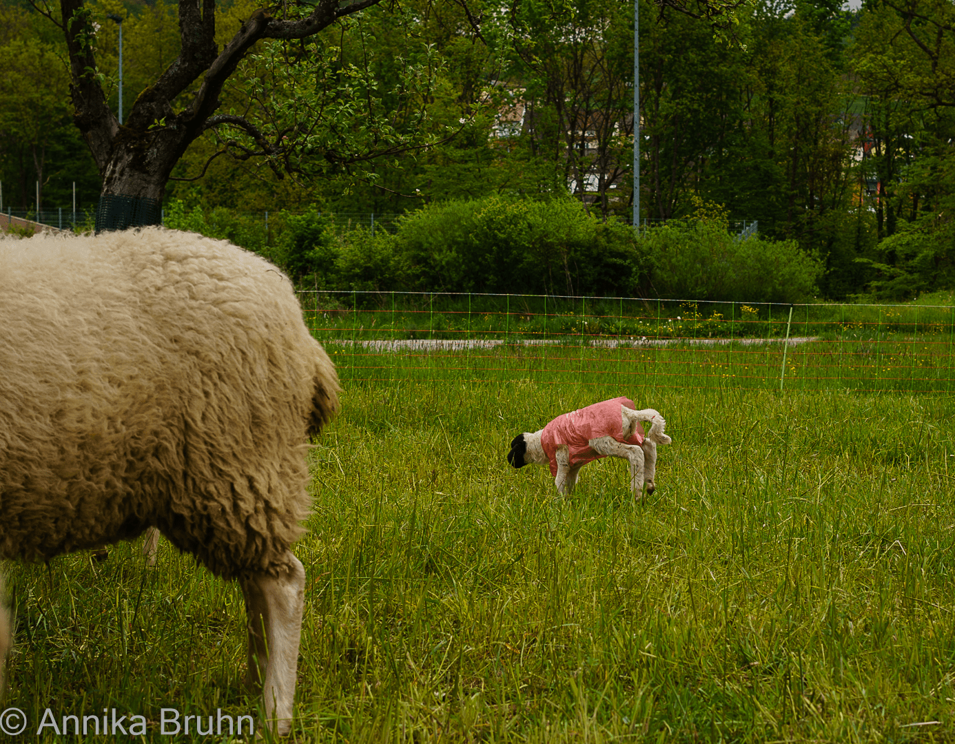 Muttertags Lämmchen